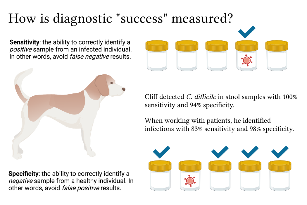 The image shows a drawing of a beagle on the left, facing two sets of five containers. In each set, one container is marked with a red image of a virus. Text reads: sensitivity: the ability to correctly identify a positive sample from an infected individual. In other words, avoid false negative results. Specificity: the ability to correctly identify a negative sample from a healthy individual. In other words, avoid false positive results. Cliff detected C. difficile in stool samples with 100% sensitivity and 94% specificity. When working with patients, he identified infections with 83% sensitivity and 98% specificity.