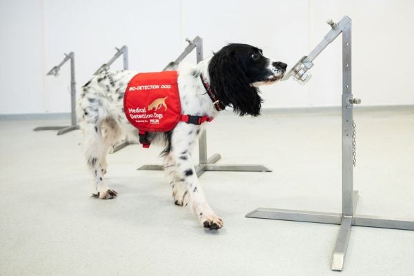 "Freya" correctly detects a sample of malaria from a row of sample pots at the "Medical Detection Dogs" charity headquarters on March 27, 2020 in Milton Keynes, England.