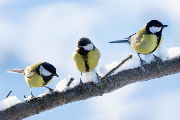 A group of great tits (Parus major) on a branch