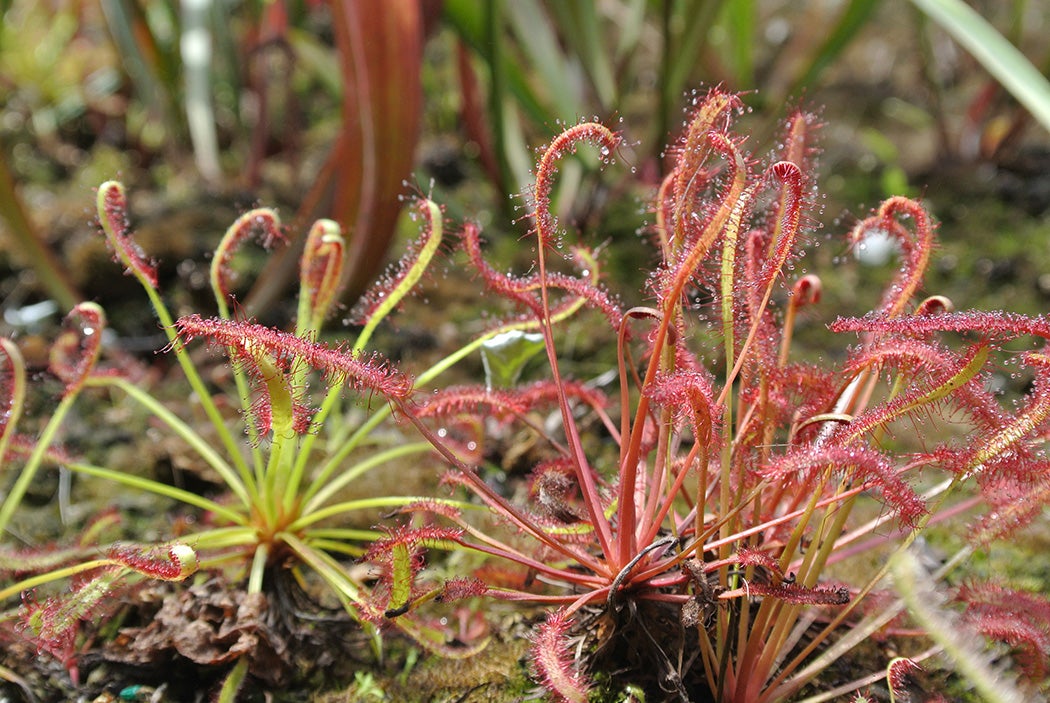 of the Month: Sundew - JSTOR
