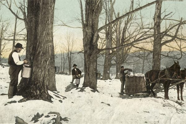 Gathering Sap at a Maple Sugar Camp, Vermont