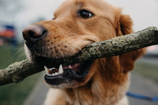 A closeup portrait of a golden retriever dog playfully holding a stick in his mouth.