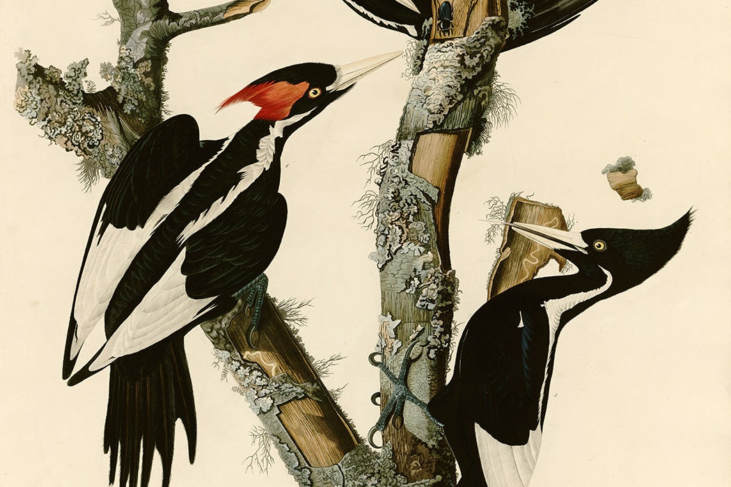 Plate 66 of Birds of America by John James Audubon depicting Ivory-billed Woodpecker