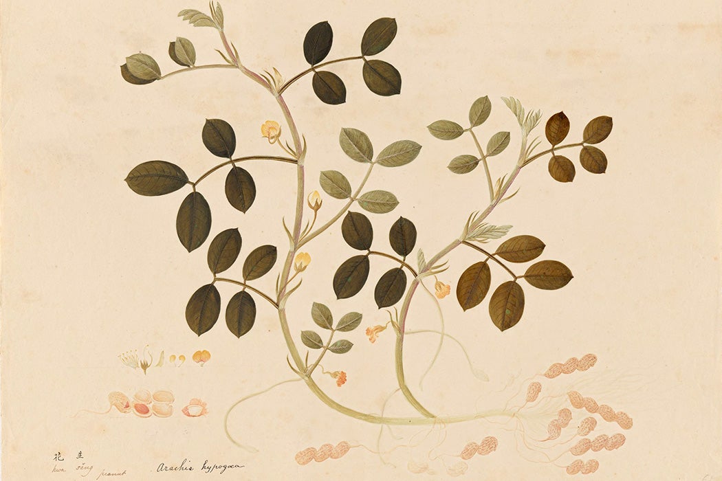 Arachis hypogaea, Warren Delano collection of Chinese export paintings of fruits, flowers, and vegetables, ca. 1794–1852, Botany Libraries.