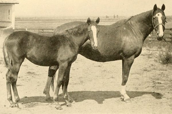 Two horses bred at the Bitter Root Stock Farm in Montana