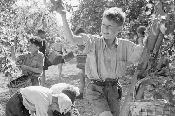 Boy Scouts Pick Fruit For Jam at a Fruit-picking Camp Near Cambridge, Cambridgeshire, England, 1944