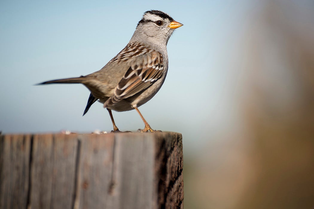 A White-crowned Sparrow