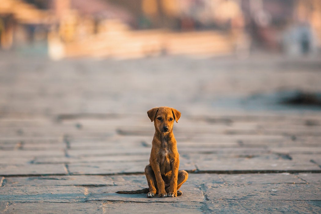 A street dog in Varanasi city, India