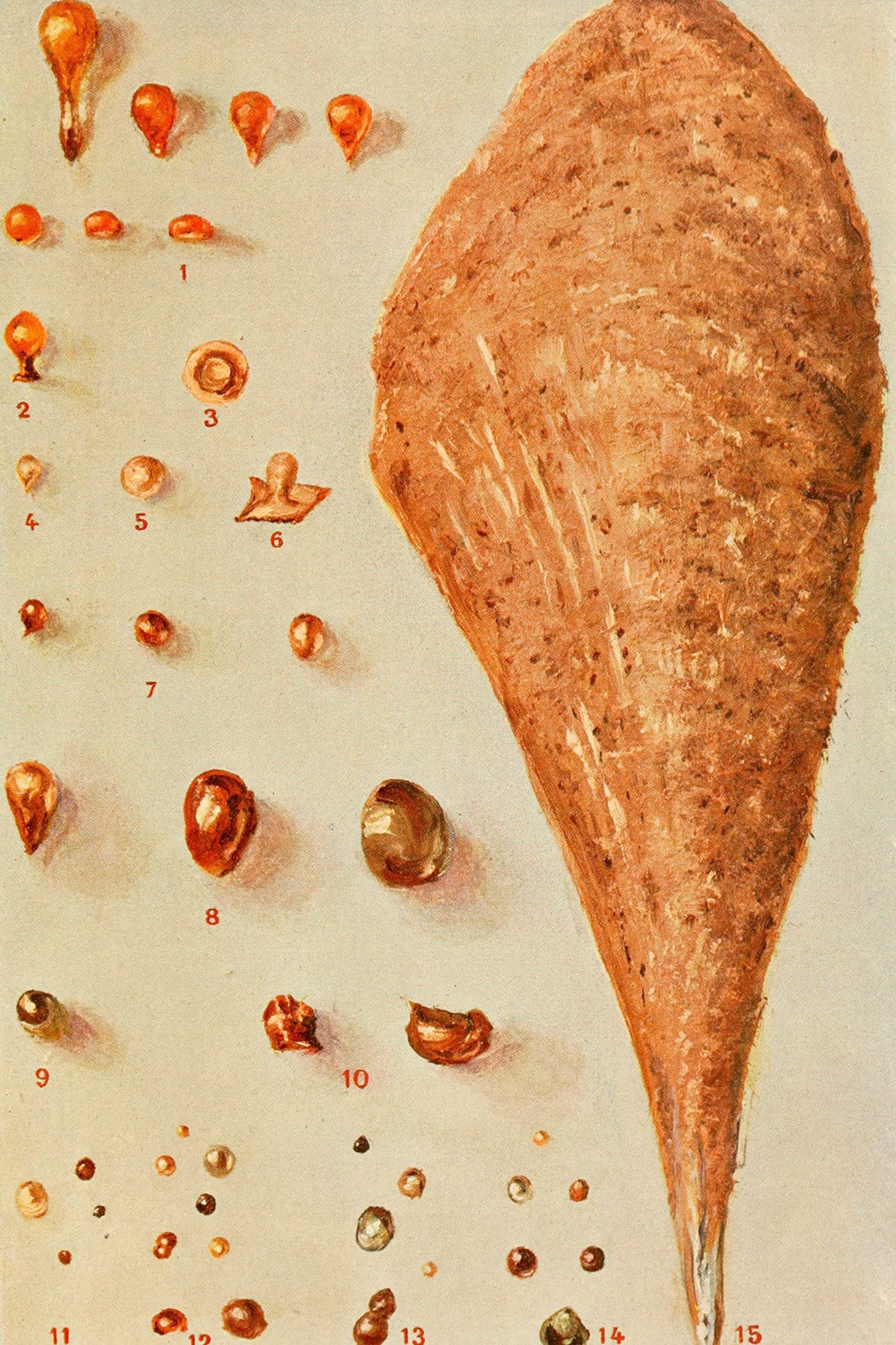Illustration: An illustration from Contribution a l'étude des perles fines de la nacre et des animaux qui les produisent (1909)
