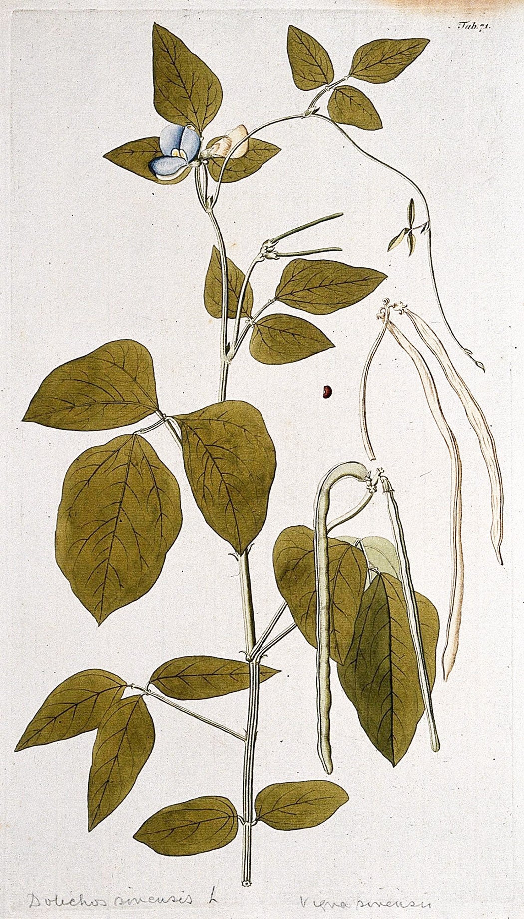 Vigna unguiculata (L.) Walp.) flowering and fruiting stem with separate fruit and seed. Coloured engraving after F. von Scheidl, 1776