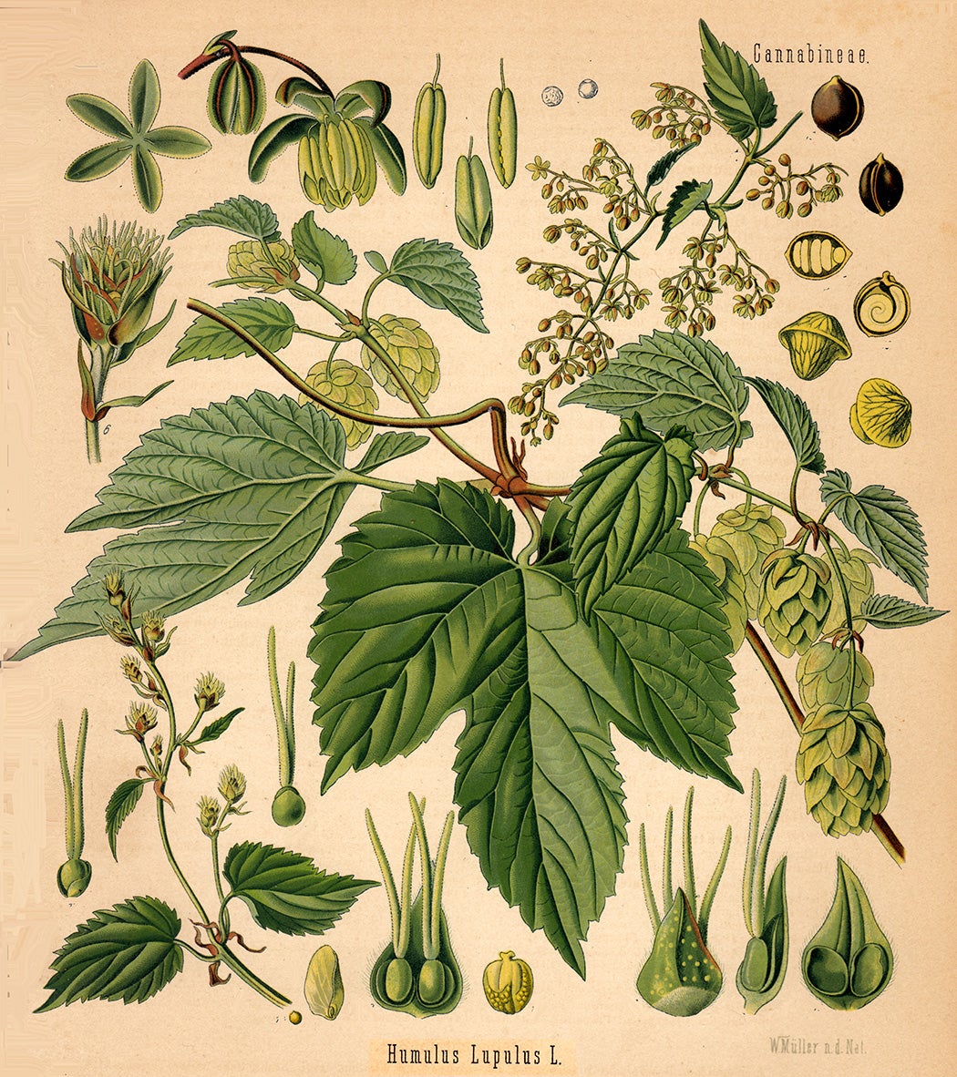 An illustration of Humulus lupulus, 1887