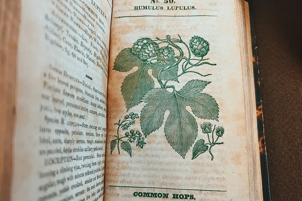 Humulus Lupulus No. 50 Common Hops, C. S. Rafinesque, Medical flora, 1828-1830. Rare Book Collection, Dumbarton Oaks Research Library and Collection.