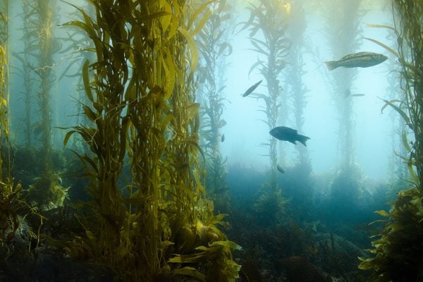 Fish swimming in underwater kelp forest