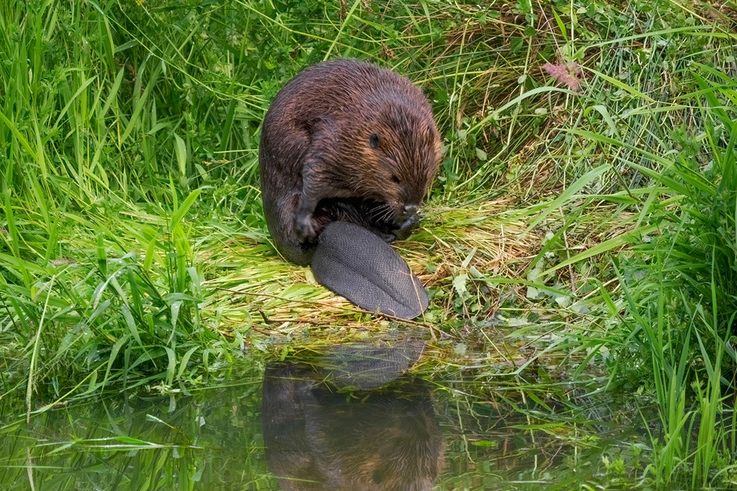 A North American Beaver - Castor Canadensis - sitting in the grass grooming itself