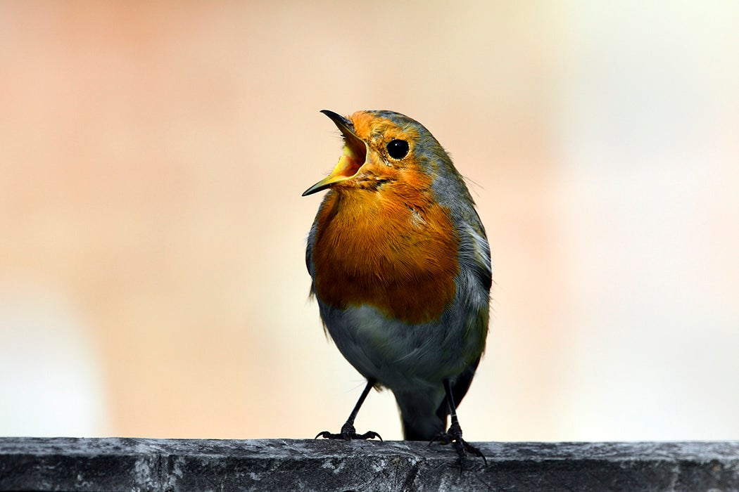 A Male European robin (Erithacus rubecula)