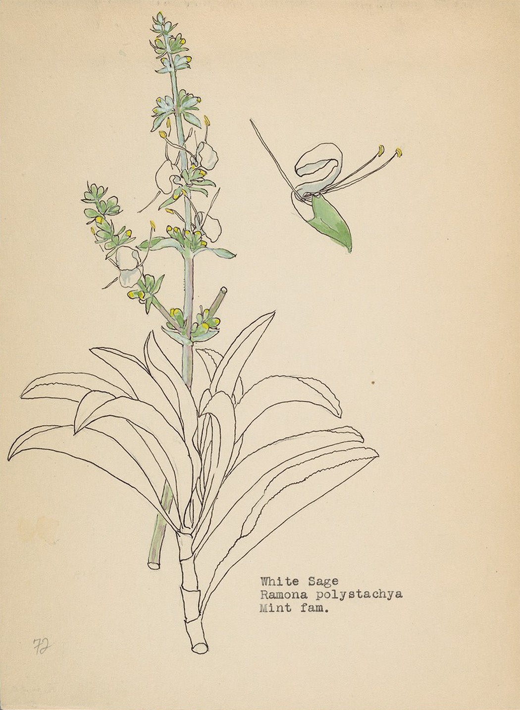 “Ramona polystachya (White Sage) ; Mint Family;” Tessie K. Frank Watercolors, gra00006, Gray Herbarium Library, Botany Libraries, Harvard University.