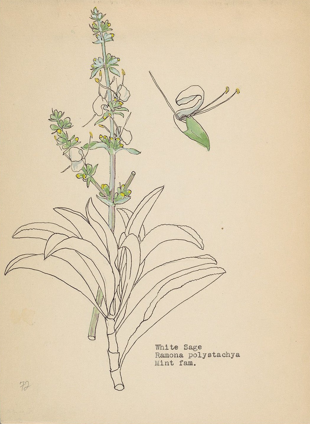 https://daily.jstor.org/wp-content/uploads/2022/07/plant_of_the_month_white_sage_1050.jpg