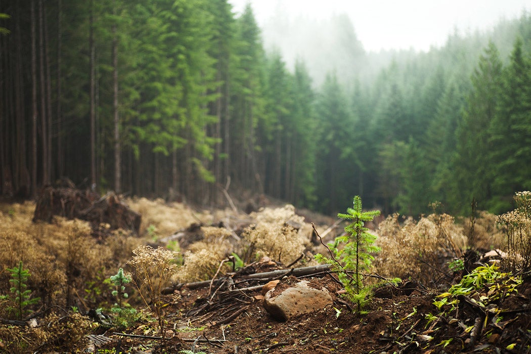 Plants and saplings growing in a previously logged area of a foggy forest in the Cascade Range of Oregon.