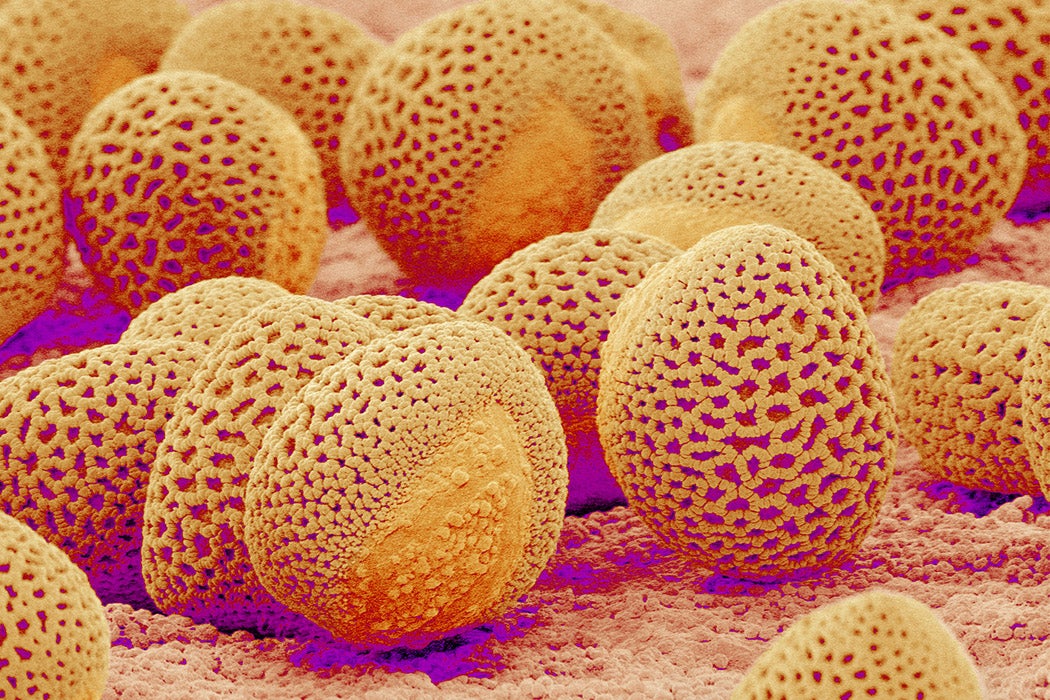 Lily pollen at a magnification of x750