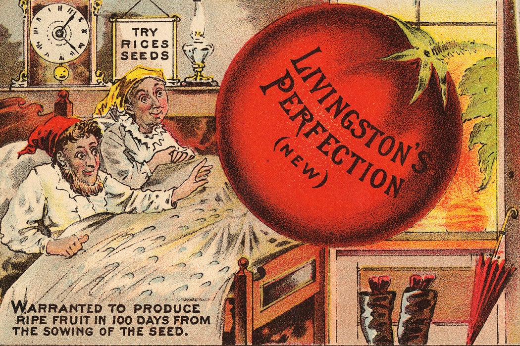 A 19th century advertisement for tomato seeds