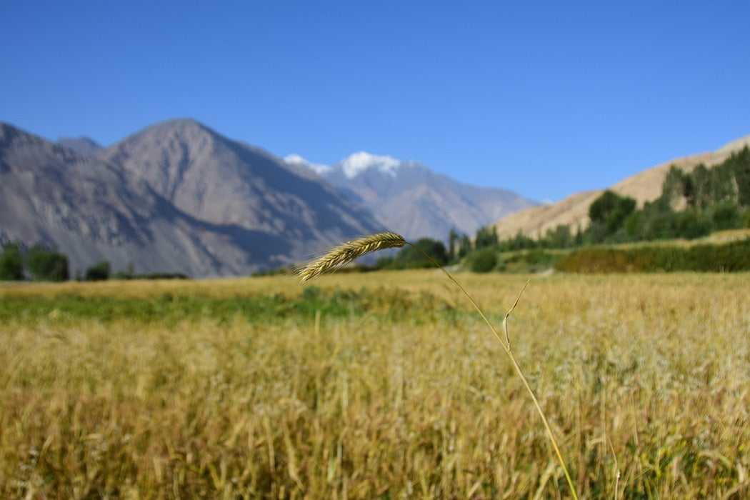 A wheat field along the Pamir Highway, Tajikistan. A wheat blade is in focus in the foreground and the Pamir mountains in the back are blurred.