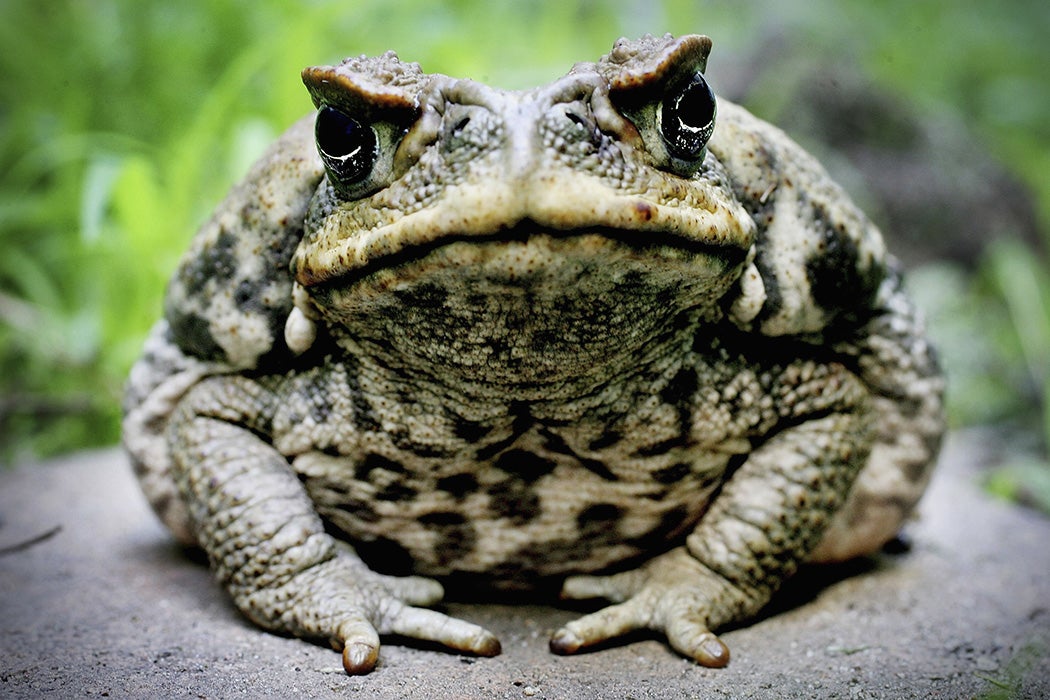 A Cane Toad is exhibited at Taronga Zoo August 9, 2005 in Sydney, Australia