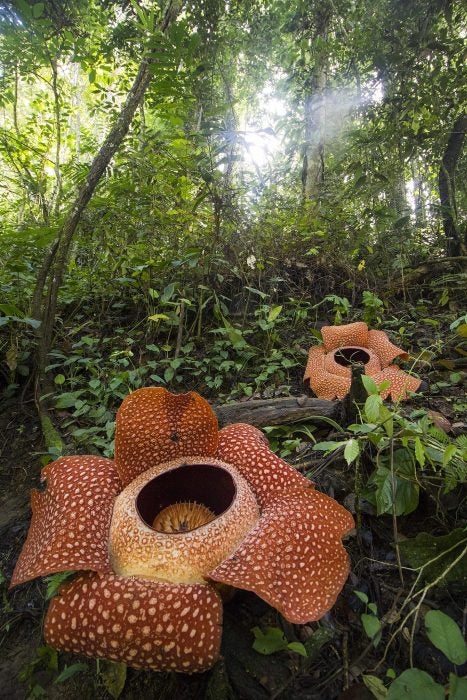 Rafflesia arnoldii in Bengkulu, Indonesia