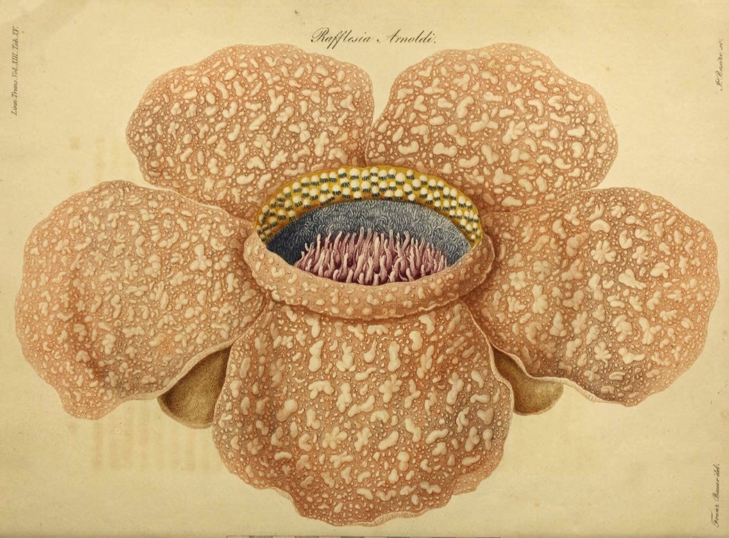 An illustration of Rafflesia arnoldii, 1821