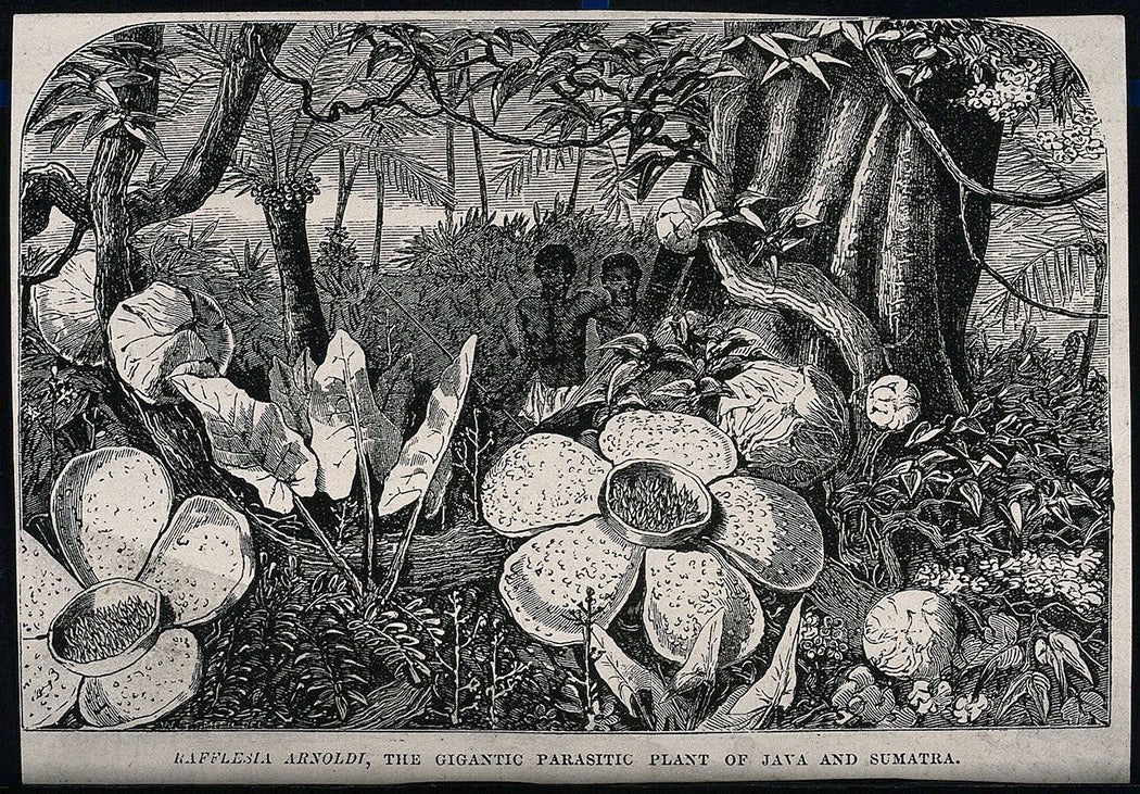 While nineteenth-century illustrations of Rafflesia arnoldii often included native guides next to the plant for scale, the contributions of Indigenous knowledge were routinely ignored or appropriated without acknowledgment by Western botanists. 