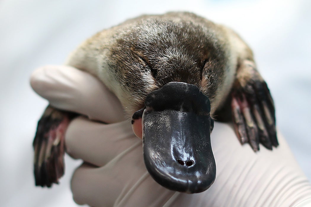 A platypus receives a health check at Taronga Zoo on June 09, 2021 in Sydney, Australia