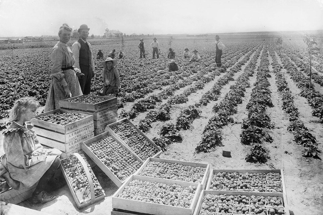 Group of strawberry pickers in a strawberry field in Bell, California, ca.1910