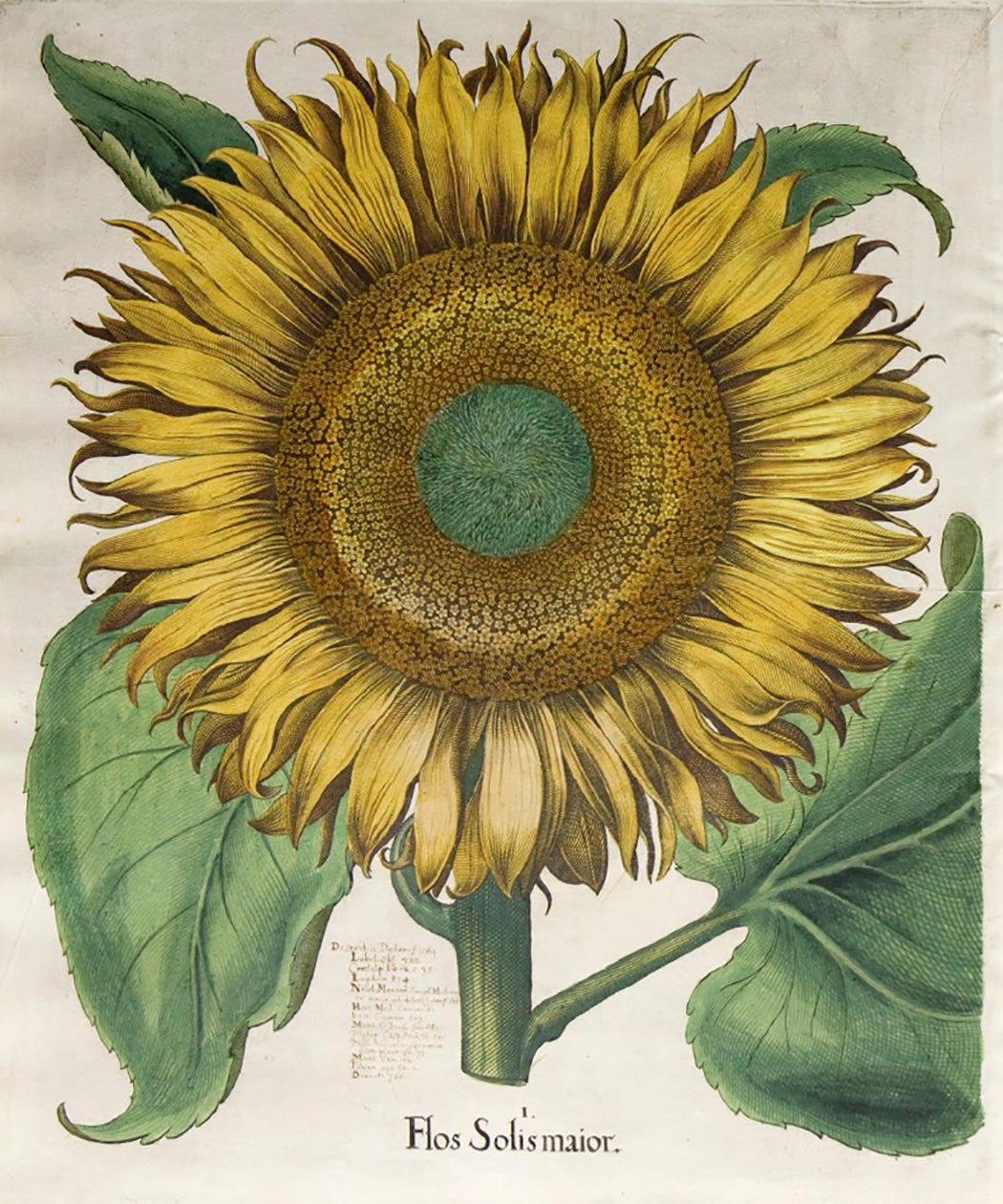 Plant Of The Month Sunflower JSTOR Daily