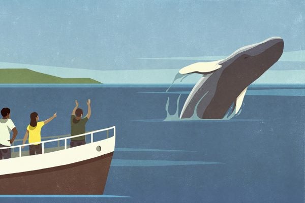 An illustration of a whale watch boat and a whale