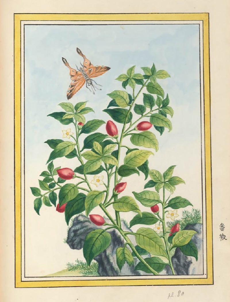 Pierre-Joseph Buc'hoz. Plantes de Chine.