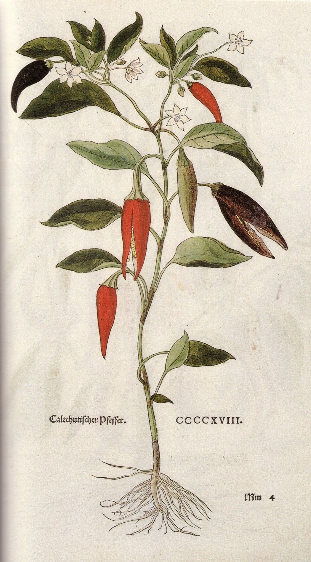 Leonhardt Fuchs’ illustration of “Calicut pepper,” in his herbal De historia stirpium commentarii… (1542)
