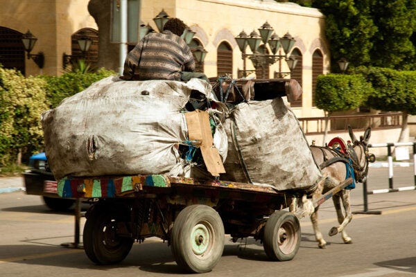 A Zabbal on a Cairo street