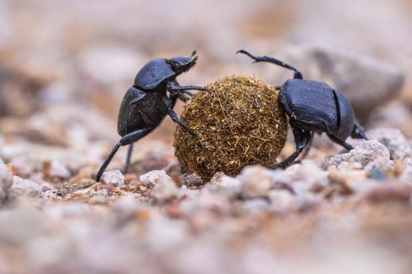 Two dung beetles making an effort to roll a ball through gravel