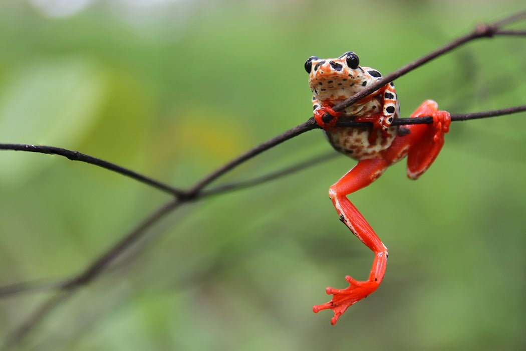 A painted reed frog clambers on a small branch in Zambia