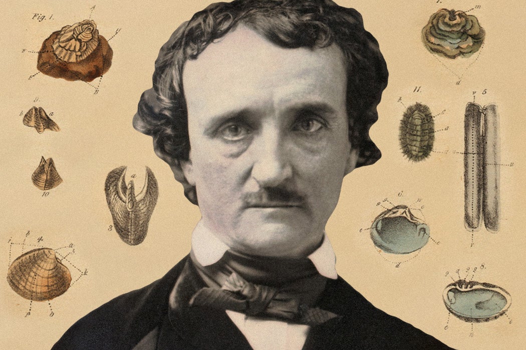 Edgar Allan Poe with some seashell illustrations from The Conchologist’s First Book