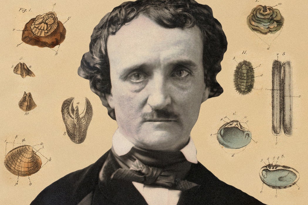Edgar Allan Poe Sort Of Wrote A Book About Seashells JSTOR Daily