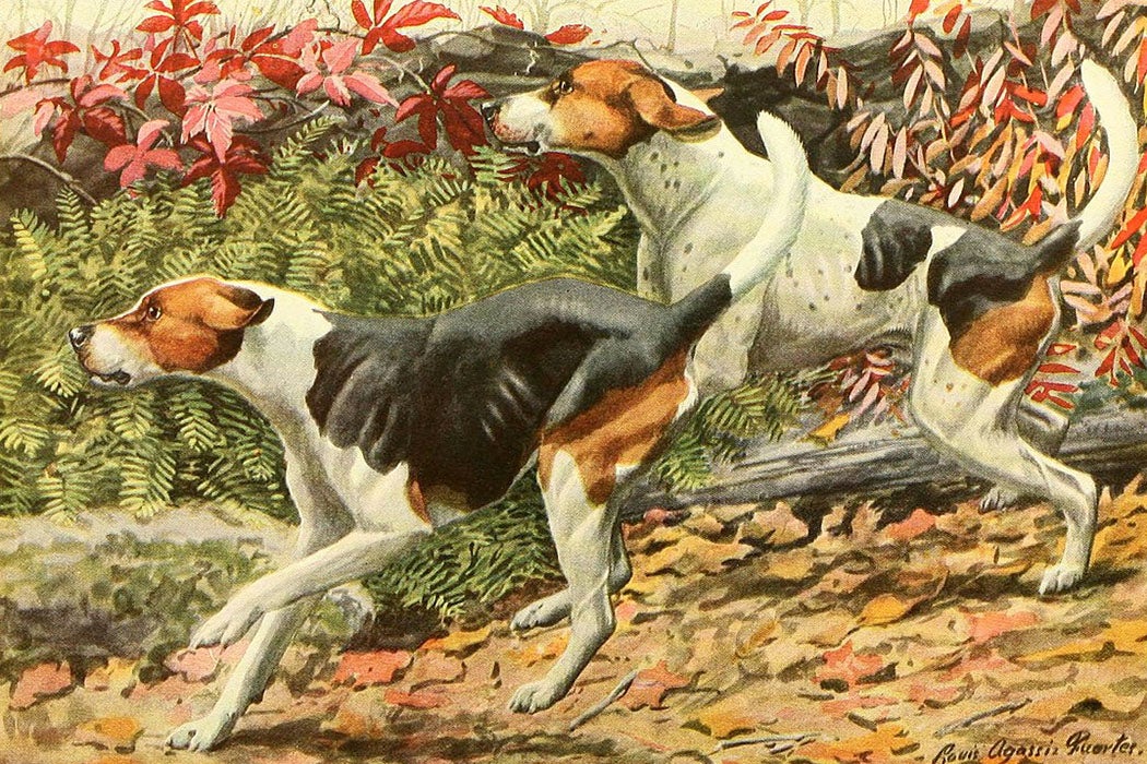 Source: https://commons.wikimedia.org/wiki/File:Foxhounds.jpg