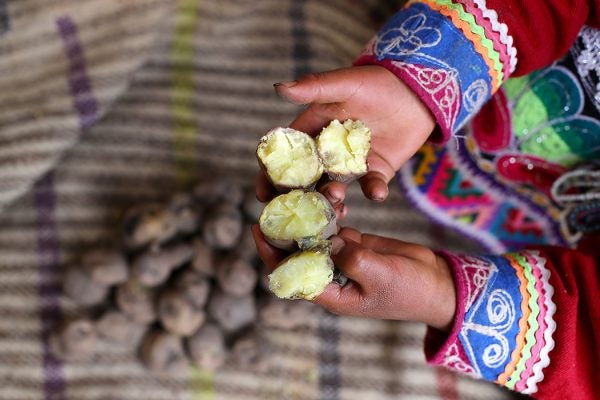 Seven-year-old Luz Clarisa Pacco shows huatia, potatoes cooked in a traditional Andean way in a whole on the ground on June 21, 2022 in Pisac, Peru.