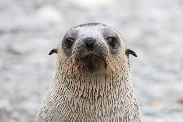 An Antarctic Fur Seal pup