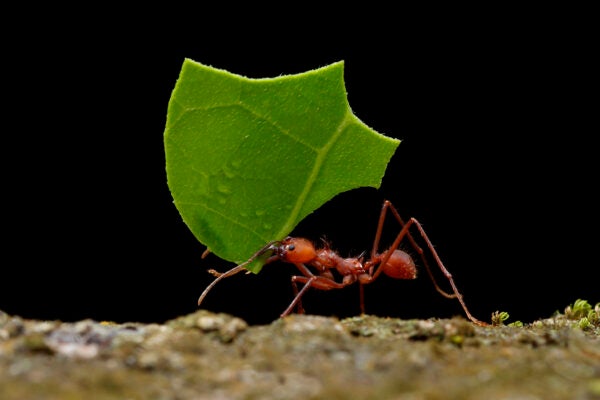 Leaf-cutter Ant (Atta cephalotes) carrying a piece of leaf which they will use to make their food