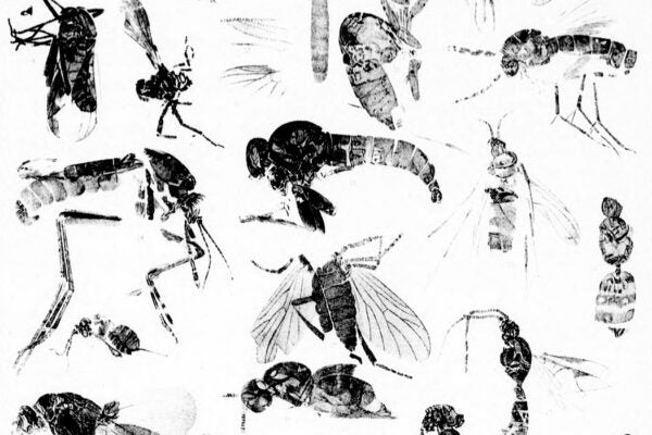 From The Tertiary insects of North America, 1890