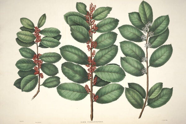 Ilex paraguariensis