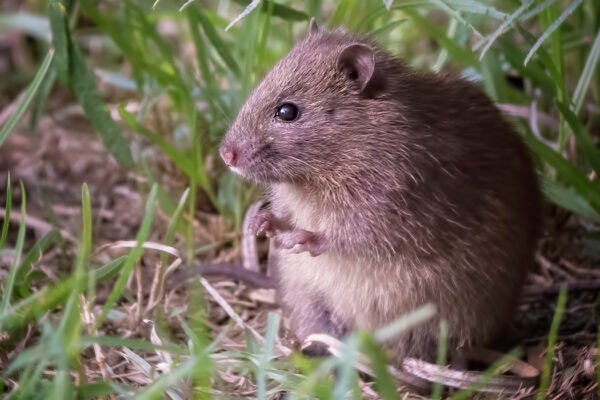 Australian native Bush Rat (Rattus fuscipes) in the wild