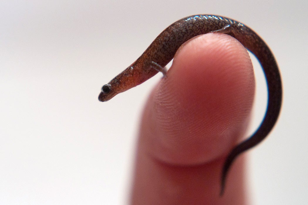 Salamander on finger.