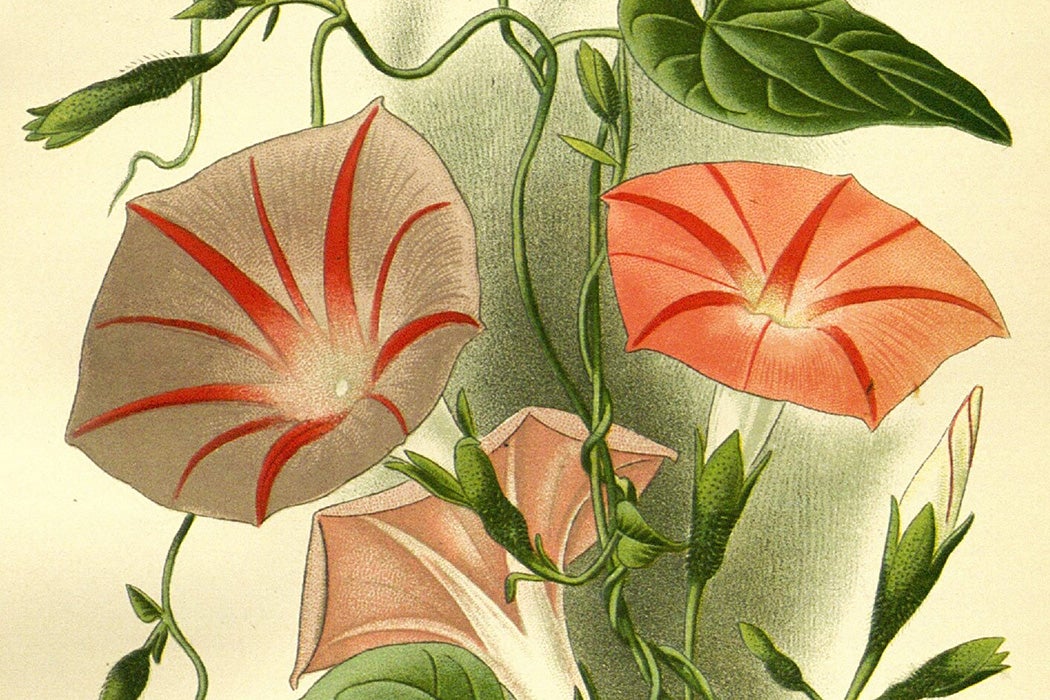 An illustration of Morning Glory flowers