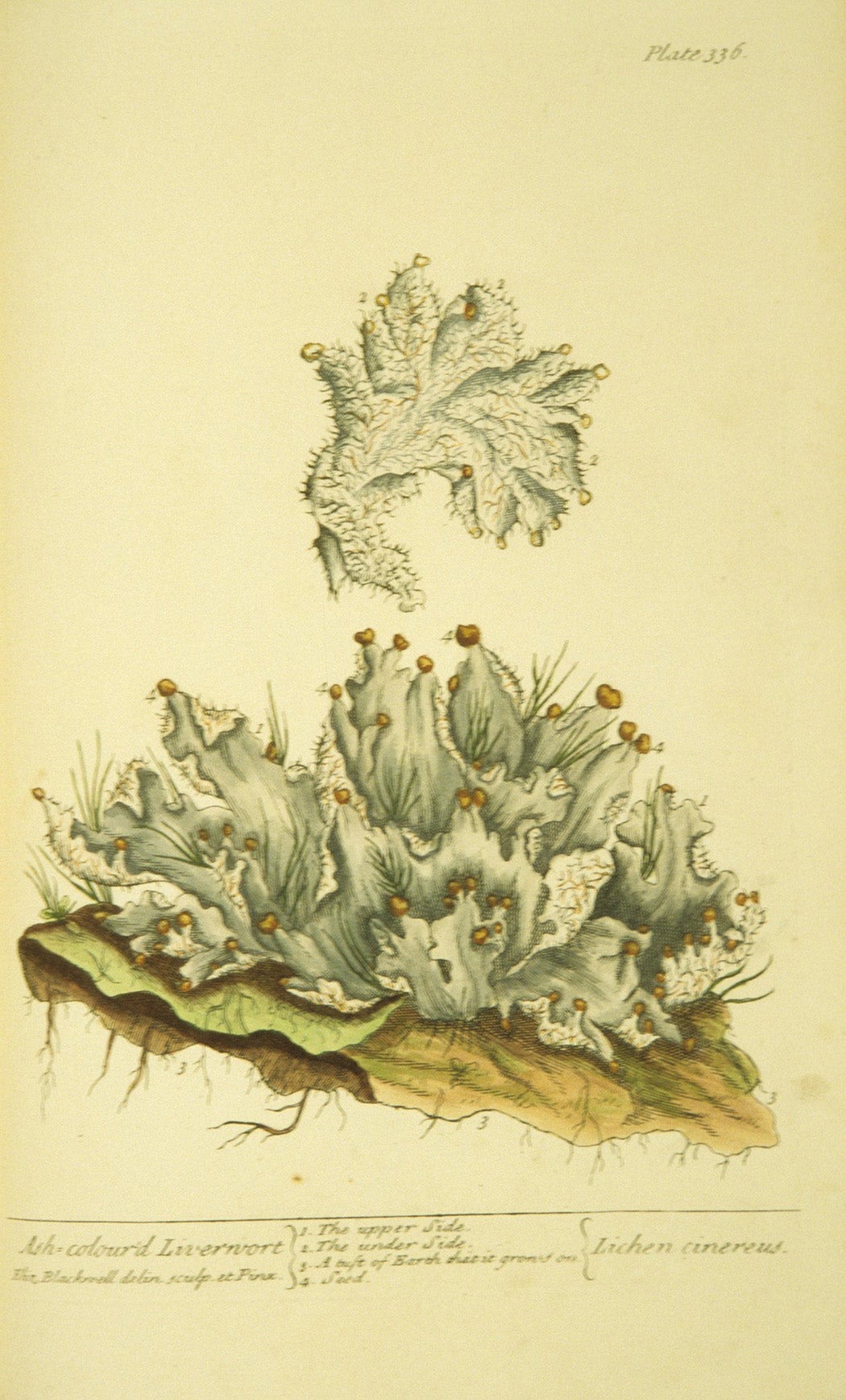 Ash-colour'd liverwort, Lichen cinereus, from Elizabeth Blackwell's A curious herbal, 1737